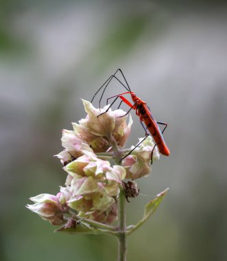 Bu fotoğraf Chittagong, Bangladeş 'ten çekilmiş..
