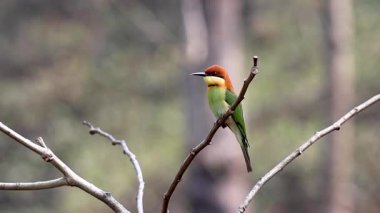 Chestnut-head 'in yavaş çekim videosu. Bu görüntü Chittagong, Bangladeş' ten çekildi..