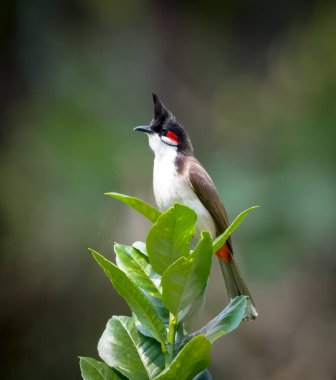 Kırmızı bıyıklı bülbül (Pycnonotus jocosus) ya da ibikli bulbul, Asya 'da yetişen bir kuş türüdür. Bulbul ailesinin bir üyesidir..