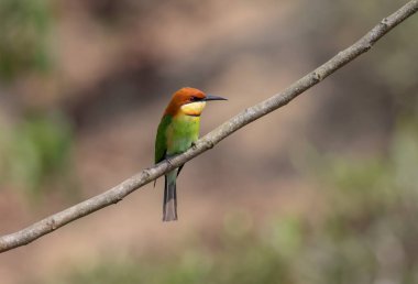 Kestane kafalı bir arı yiyicinin ya da körfez kafalı bir arı yiyicinin güzel fotoğrafı. Bu fotoğraf Bangladeş 'ten çekilmiş..