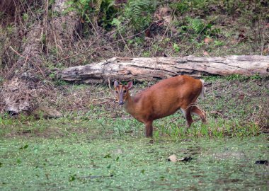 Vahşi munçak ya da havlayan geyiğin fotoğrafı. Bu fotoğraf Chittagong 'dan çekildi. Bangladeş' ten.