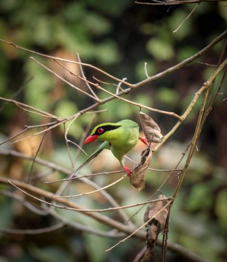 photo of common green magpie.this photo was taken from Chittagong,Bangladesh. clipart