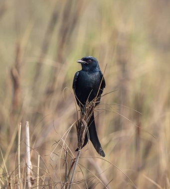 Kara drongo, Dicruridae familyasından Asya kökenli küçük bir kuş türü..
