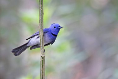 Siyah peçeli kral kelebeği. Siyah peçeli kral kelebeği ya da mavi sinekkapan, Güney ve Güneydoğu Asya 'da bulunan bir kral kelebeği avcısıdır..