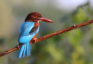 The white-throated kingfisher also known as the white-breasted kingfisher is a tree kingfisher, widely distributed in Asia from the Sinai east through the Indian subcontinent to the Philippines.