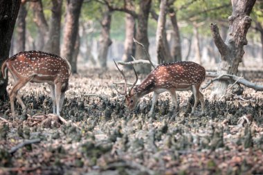 Bu fotoğraf Bangladeş 'teki Sundarbans Ulusal Parkı' ndan çekildi..