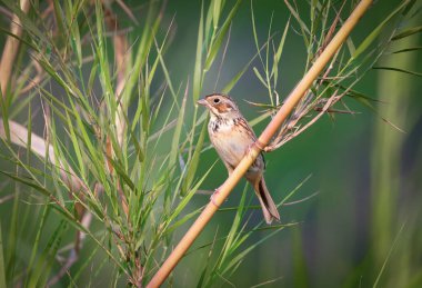 Kestane kulaklı kiraz kuşu, arka planda yakın plan. Bu fotoğraf Bangladeş 'ten çekilmiş..