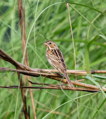 Kestane kulaklı kiraz kuşu, arka planda yakın plan. Bu fotoğraf Bangladeş 'ten çekilmiş..