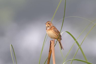 Kestane kulaklı kiraz kuşu, arka planda yakın plan. Bu fotoğraf Bangladeş 'ten çekilmiş..