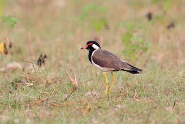 Çimenli sulak alan habitatında kırmızı gerdanlı Lapwing alarmı (Vanellus indicus), Asya kökenli bir laparotomidir..