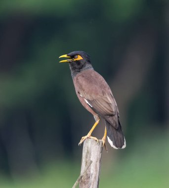 Myna zarif bir şekilde tüneyerek parlak renkler ve cesur bir kişilik sergiliyor. Myna Güney Asya 'nın yerlisidir ama dünyanın diğer bölgelerine de tanıtılmıştır..
