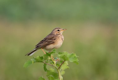 Paddyfield pipit, çam ağacının dalları üzerinde zarif bir şekilde tünemiş küçük bir kuş türüdür..