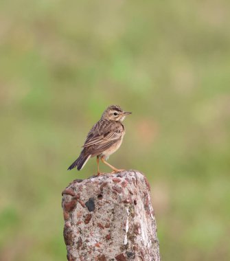 Duvara tünemiş yalnız bir çeltik tarlası. Paddyfield pipit, Afrika kıtasında bulunan küçük bir kuş türüdür..