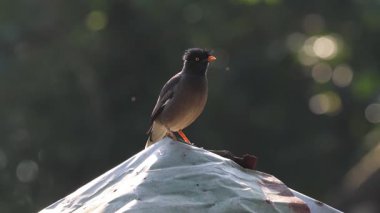 Myna Ormanı 'nın 4K görüntüsü. Orman Myna bir Myna, Starling ailesinin bir üyesi. Bu video Bangladeş 'ten çekildi..