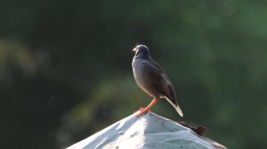 Myna Ormanı 'nın 4K görüntüsü. Orman Myna bir Myna, Starling ailesinin bir üyesi. Bu video Bangladeş 'ten çekildi..