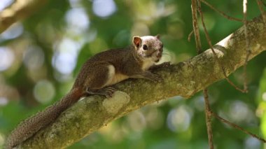 4K Stok Görüntüsü Irrawaddy Squirrel ya da ağarmış Himalaya sincabı. Bu video Bangladeş 'ten çekildi..