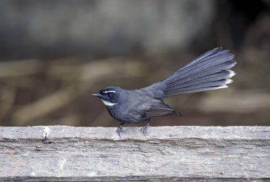 Güzel, beyaz boğazlı Fantail (rhipidura albicollis) bir dalın üzerine tünemişti. Güney Asya bahçelerinin ve ormanlarının sıradan bir sakini olan beyaz boğazlı Fantail. Bu fotoğraf Bangladeş 'ten çekildi..