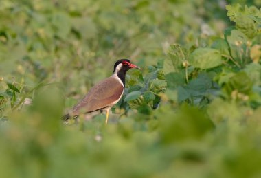 Çimenli sulak alan habitatında kırmızı gerdanlı Lapwing alarmı (Vanellus indicus), Asya kökenli bir laparotomidir..