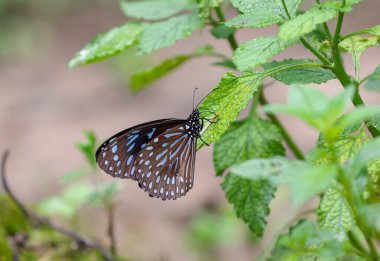 Yaygın Karga Kelebeği doğal ortamında yapraklara tünemiş. Bu fotoğraf Bangladeş 'ten çekilmiş..