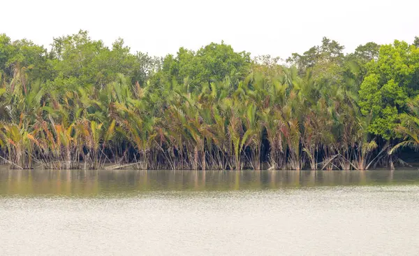 Tipik nipa palmiyesi (Nipa meyveleri). Bu fotoğraf Bangladeş 'teki Sundarbans Ulusal Parkı' ndan çekildi..