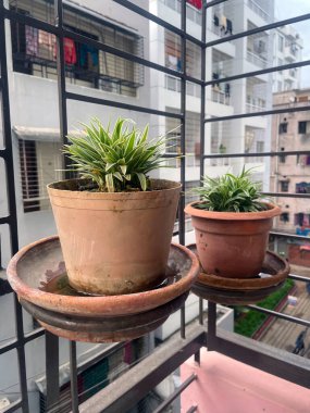 Verimli Yeşil Saksı Bitkileri Sunny Balkon Bahçesinde Huzur içinde Gelişiyor. Bu fotoğraf Bangladeş 'ten çekildi.