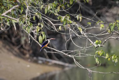 Siyah başlıklı balıkçı Sundarbans Mangrove ormanında sessizce tünedi. Bu fotoğraf Bangladeş, Sundarbans Ulusal Parkı 'ndan çekildi..