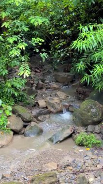 Küçük orman şelalesi verimli tropikal orman manzarası boyunca yavaşça akar. Bu video Bangladeş 'ten çekildi..