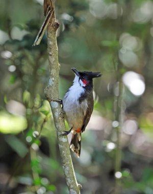 Kırmızı bıyıklı bulbul, doğal ormandaki ağaç dalına tünemiş kırmızı bıyıklı bulbul veya ibikli bulbul, Asya 'ya özgü bir kuş türü..