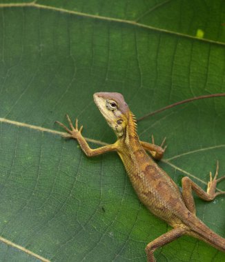 Orman kertenkelesi doğal ortamında yeşil yaprağın üzerinde sessizce dinleniyor. Bu fotoğraf Bangladeş 'ten çekildi..