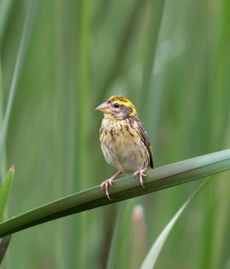 Baya dokumacı kuşu otların üzerine tünemiş güzel doğal habitat.baya dokumacı Hindistan ve Güneydoğu Asya 'da bulunan bir dokumacı kuşdur..