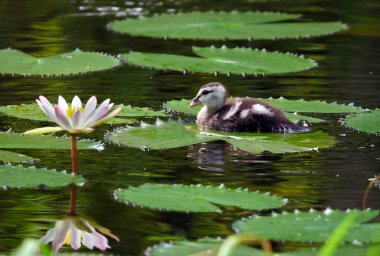 Sakin tatlı su göleti yüzeyinde yüzen pamuk pigme kaz yavrusu. Bu fotoğraf Bangladeş 'ten çekildi..