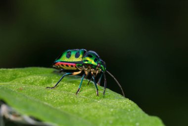 Parlak metalik mücevher kalkan böceğinin Macro fotoğrafı. Mücevher böceği, Scutelleridae ailesine ait olan ve aslında gerçek böcek olan Kalkan böceği..