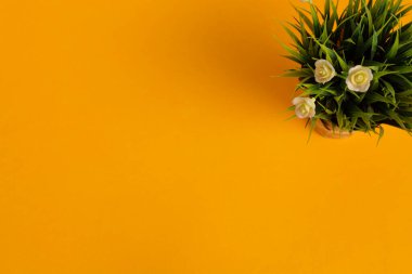 Sarı arka planda saksı bitkisi. Üst Manzara. Düz yatıyordu. Boşluğu kopyala.