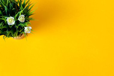 Sarı arka planda saksı bitkisi. Üst Manzara. Düz yatıyordu. Boşluğu kopyala.