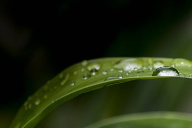 Koyu arkaplanda taze yeşil yaprakların üzerindeki yağmur damlaları.