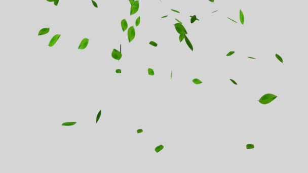 Green Leaf Falling Rain Video Video Clip