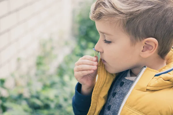 Cute little boy smelling violet flower.