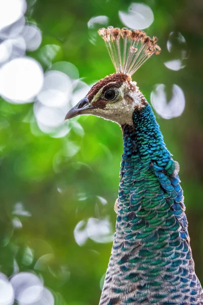 Blue peacocks are among the largest of all birds that fly.