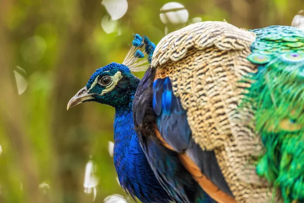 Blue peacocks are among the largest of all birds that fly.