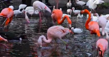Güzel pembe flamingolar ve beyaz gelincikler suyun içinde duruyor..
