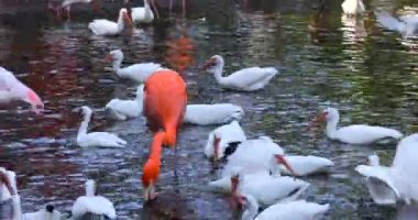 Güzel pembe flamingolar ve beyaz gelincikler suyun içinde duruyor..