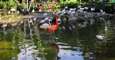 Güzel pembe flamingolar ve beyaz gelincikler suyun içinde duruyor..