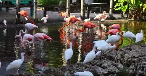 Όμορφα Ροζ Φλαμίνγκο Και Λευκές Ιβίσσες Στέκονται Στο Νερό — Αρχείο Βίντεο