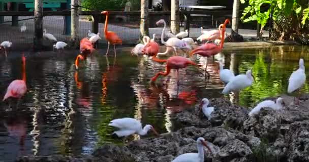 Schöne Rosa Flamingos Und Weiße Ibisse Stehen Wasser — Stockvideo