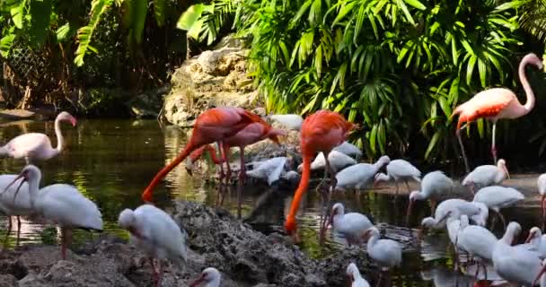 Красивые Розовые Фламинго Белые Ибисы Стоят Воде — стоковое видео