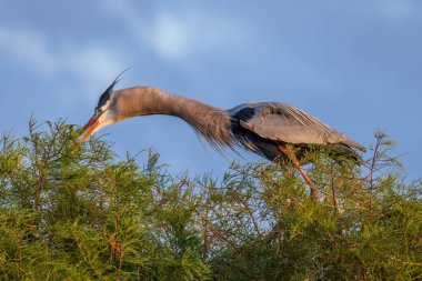 The grey heron is an easily recognised, grey-backed bird, with long legs, a long, white neck, bright yellow bill and a black eyestripe that continues as long, drooping feathers down the neck.