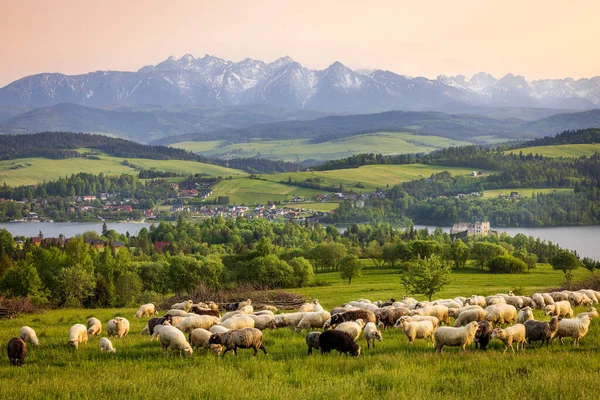 チョルツィン Czorztyn はポーランド スロバキア国境のピエンニニー山脈に位置するポーランドの村である 背景に Czorztyn ZamekとNiedzica Zamek 手前の羊の群れ — ストック写真