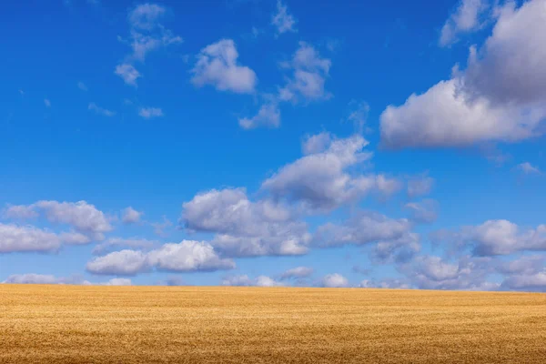 Κίτρινο Πεδίο Μετά Συγκομιδή Κάτω Από Ένα Μπλε Ουρανό Και — Φωτογραφία Αρχείου