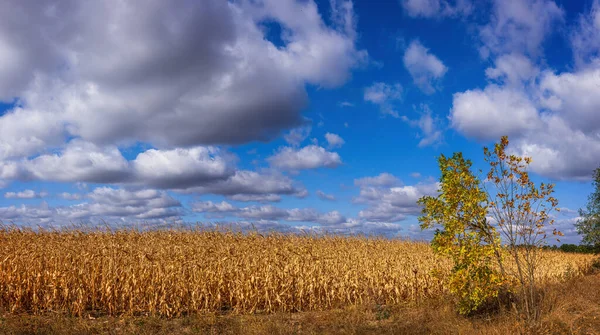 青空の下で収穫した黄色いフィールドと浮遊する白い雲 — ストック写真