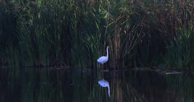 Akbalıkçıl sabahın erken saatlerinde sazlıklarda bir gölette